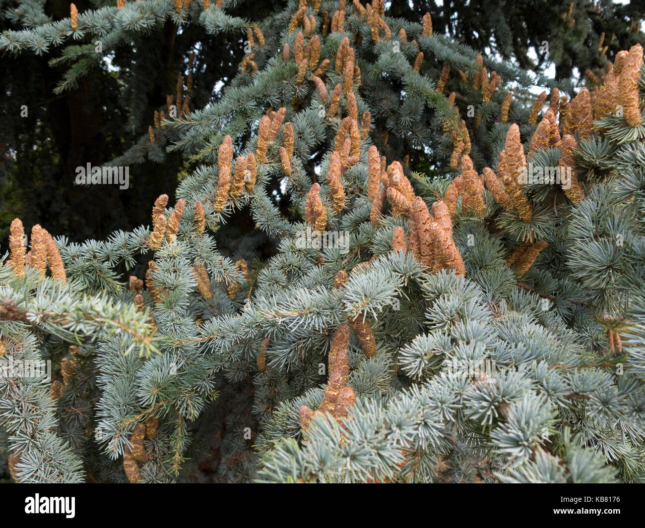 Cedrus atlantica Glauca gruppo Foto Stock