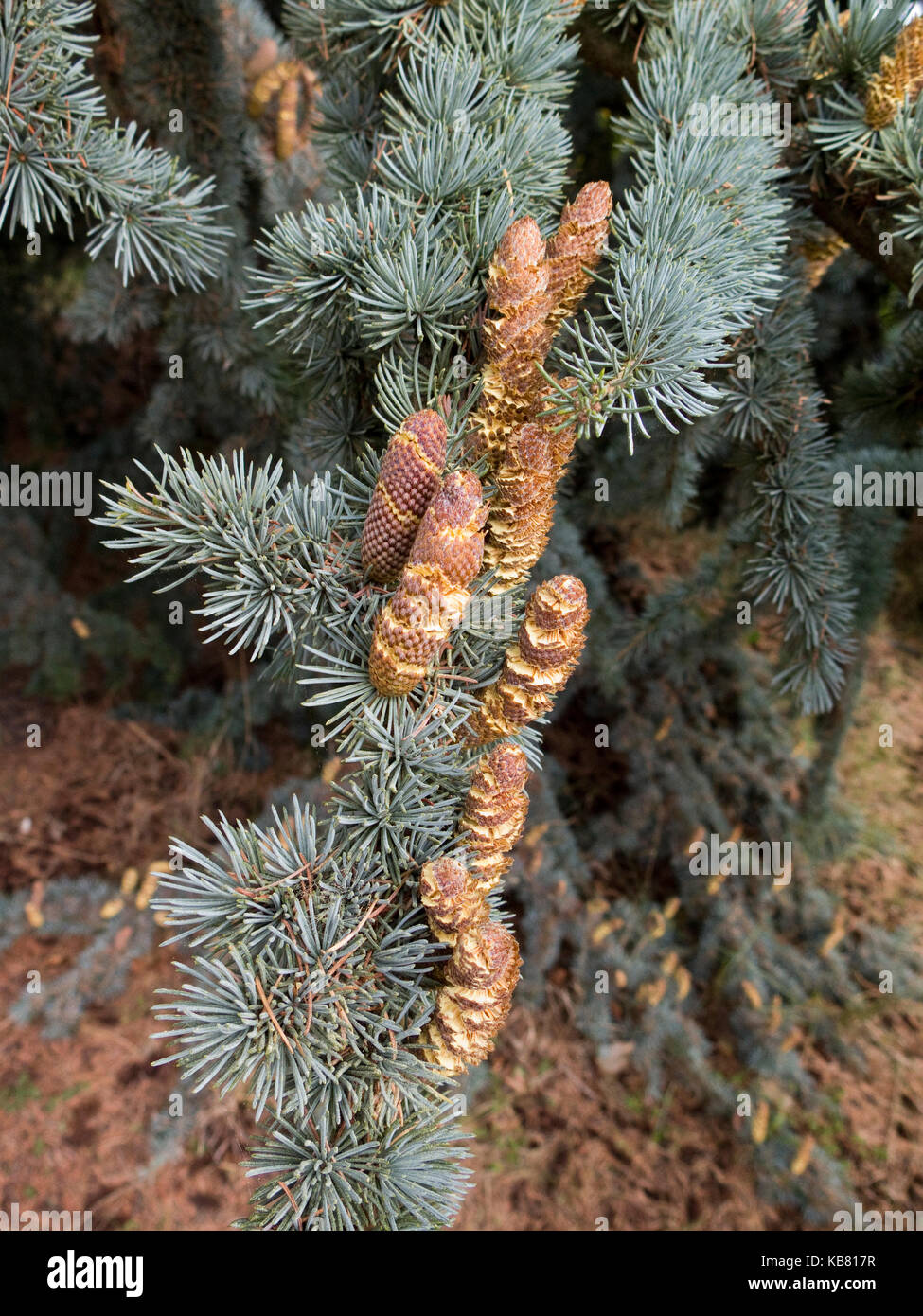 Cedrus libani atlantica immagini e fotografie stock ad alta risoluzione ...