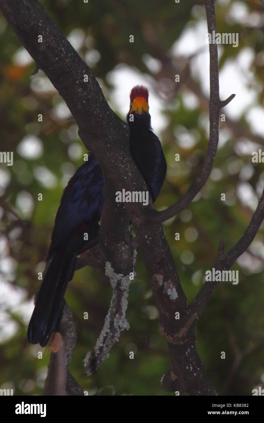Signora Ross's's Turaco, Musophaga rossae, Kasanka National Park, Zambia settentrionale, Africa Foto Stock