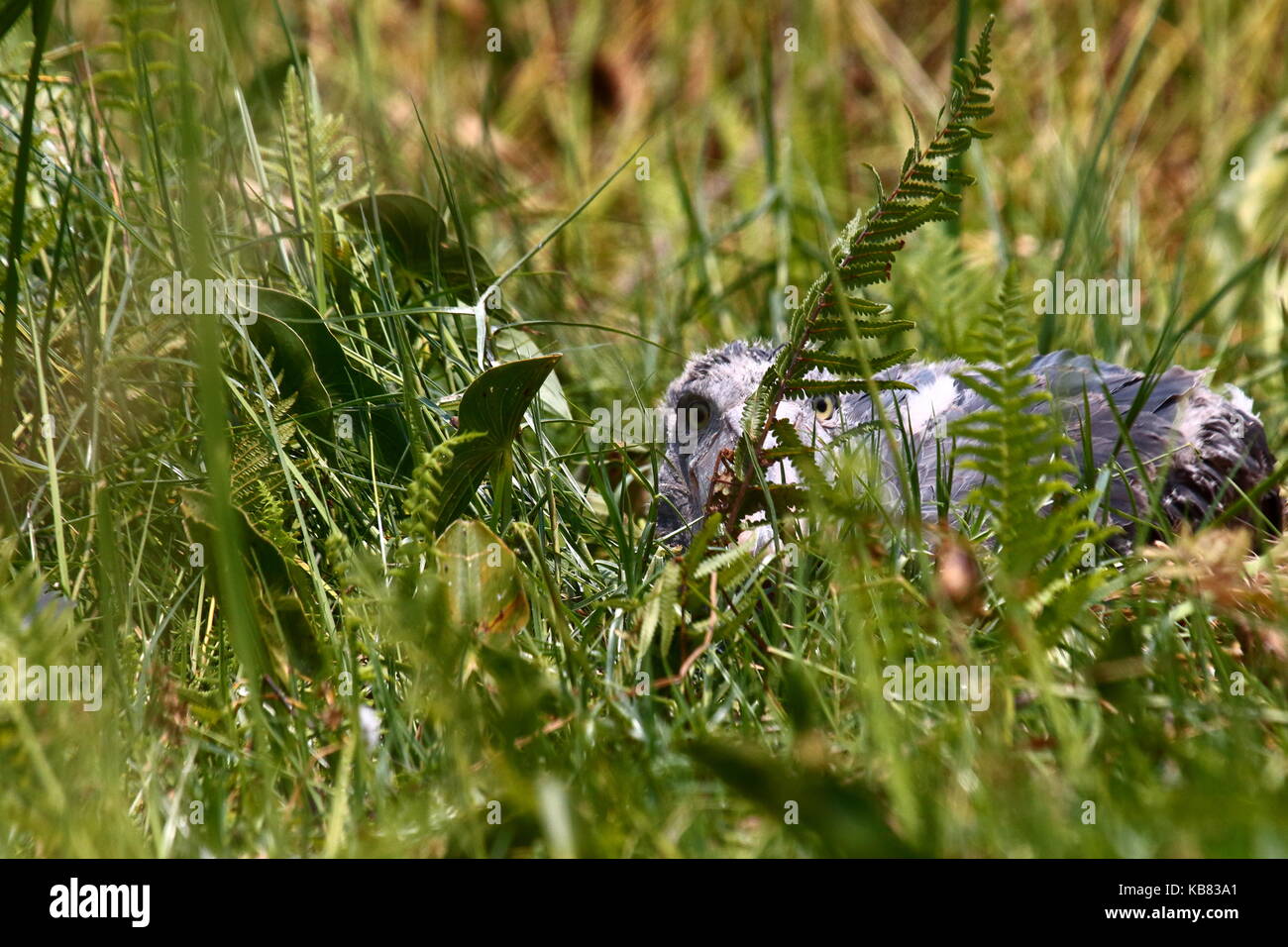 Shoebill Stork, Balaeniceps rex, in Bangweulu paludi, Zambia settentrionale, Africa del Sud Foto Stock