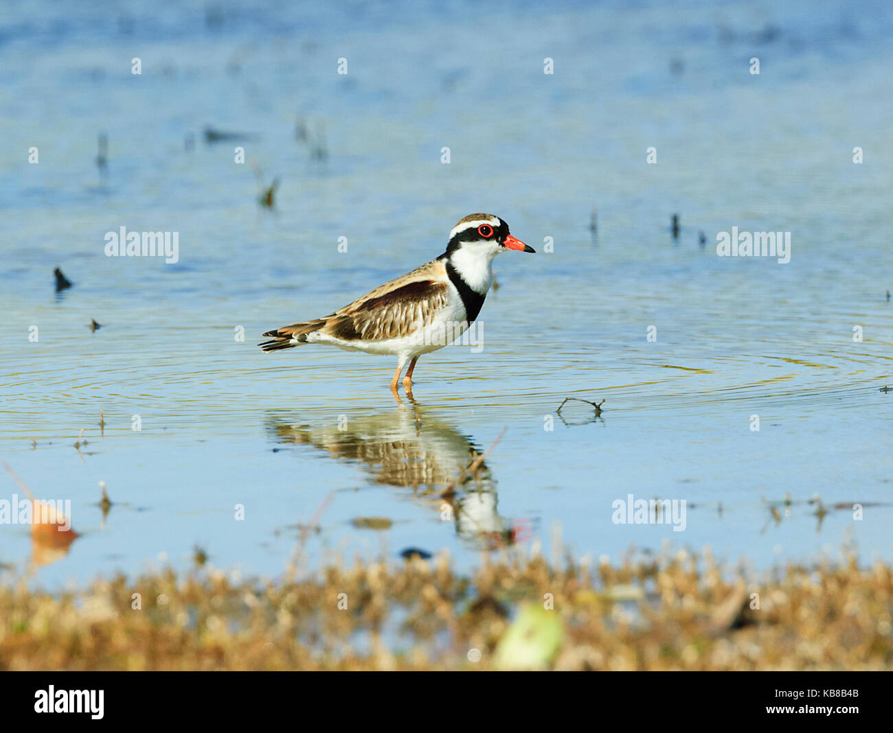 Nero-fronteggiata Beccaccia (Elseyornis melanops) è un esile plover. Bowra, vicino Cunnamulla, Queensland, QLD, Australia Foto Stock
