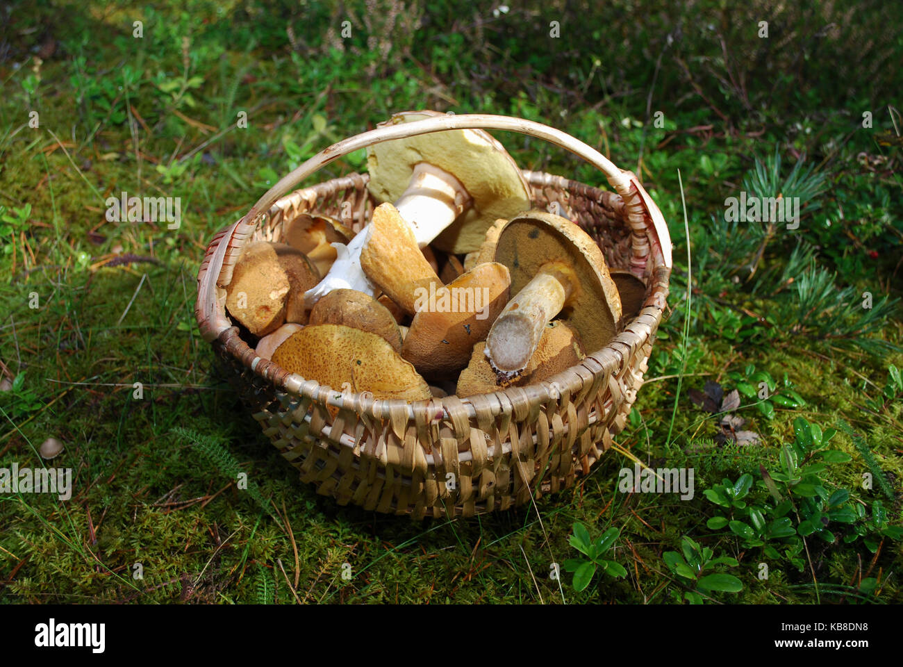 Boletus edulis (inglese: penny bun, porcini, Funghi porcini) e suillus variegatus (velvet bolete o variegato bolete) sono in un cesto di vimini. Foto Stock