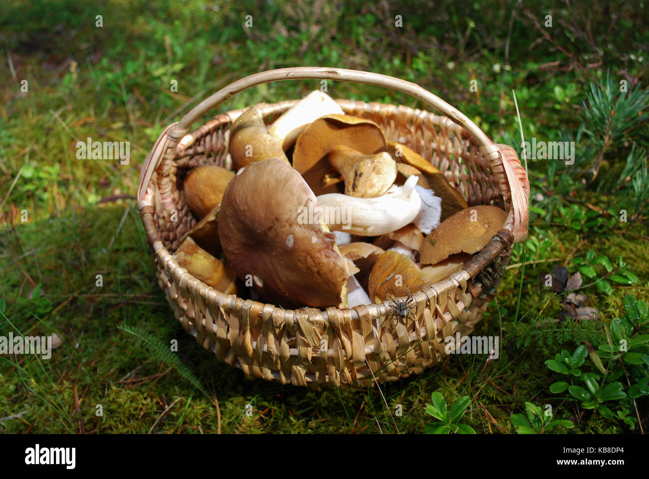 Boletus edulis (inglese: penny bun, porcini, Funghi porcini) e suillus variegatus (velvet bolete o variegato bolete) sono in un cesto di vimini. Foto Stock