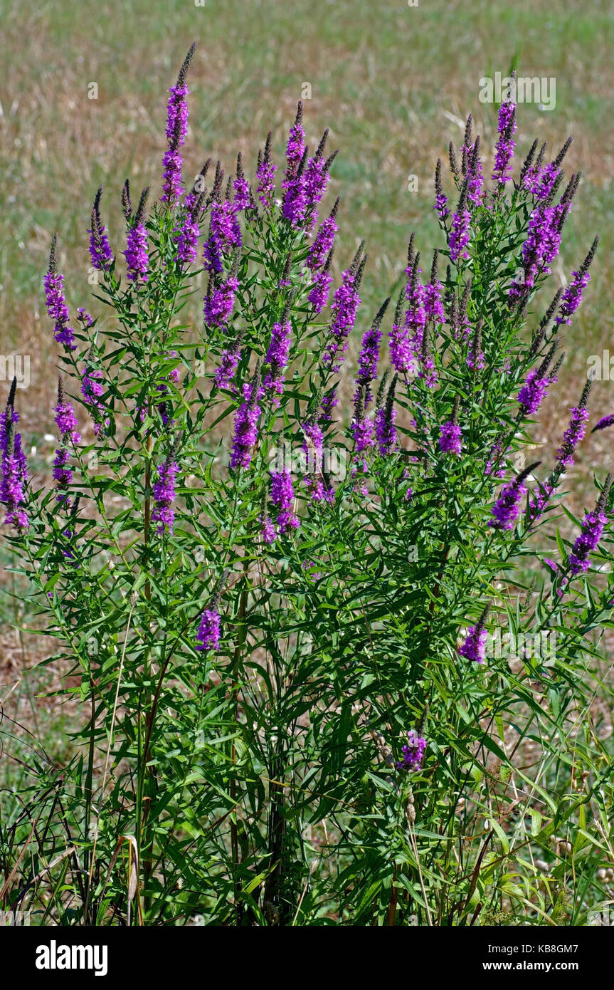 Questo è il millefiori Lythrum salicaria, la porpora loosetrife, dalla famiglia lythraceae Foto Stock