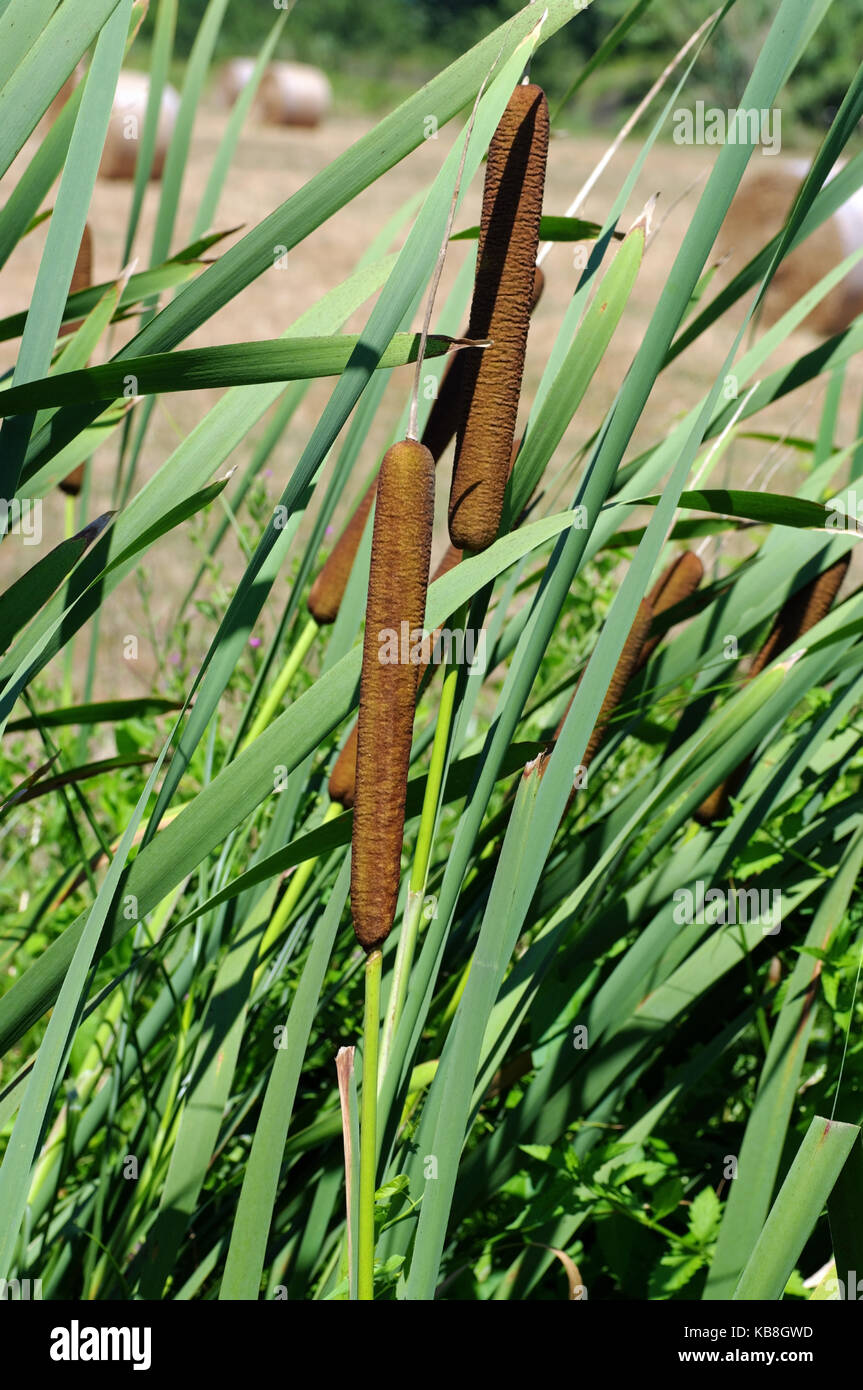 Questa è la Typha latifolia, la cattaglia a foglia larga, la famiglia Typhaceae Foto Stock