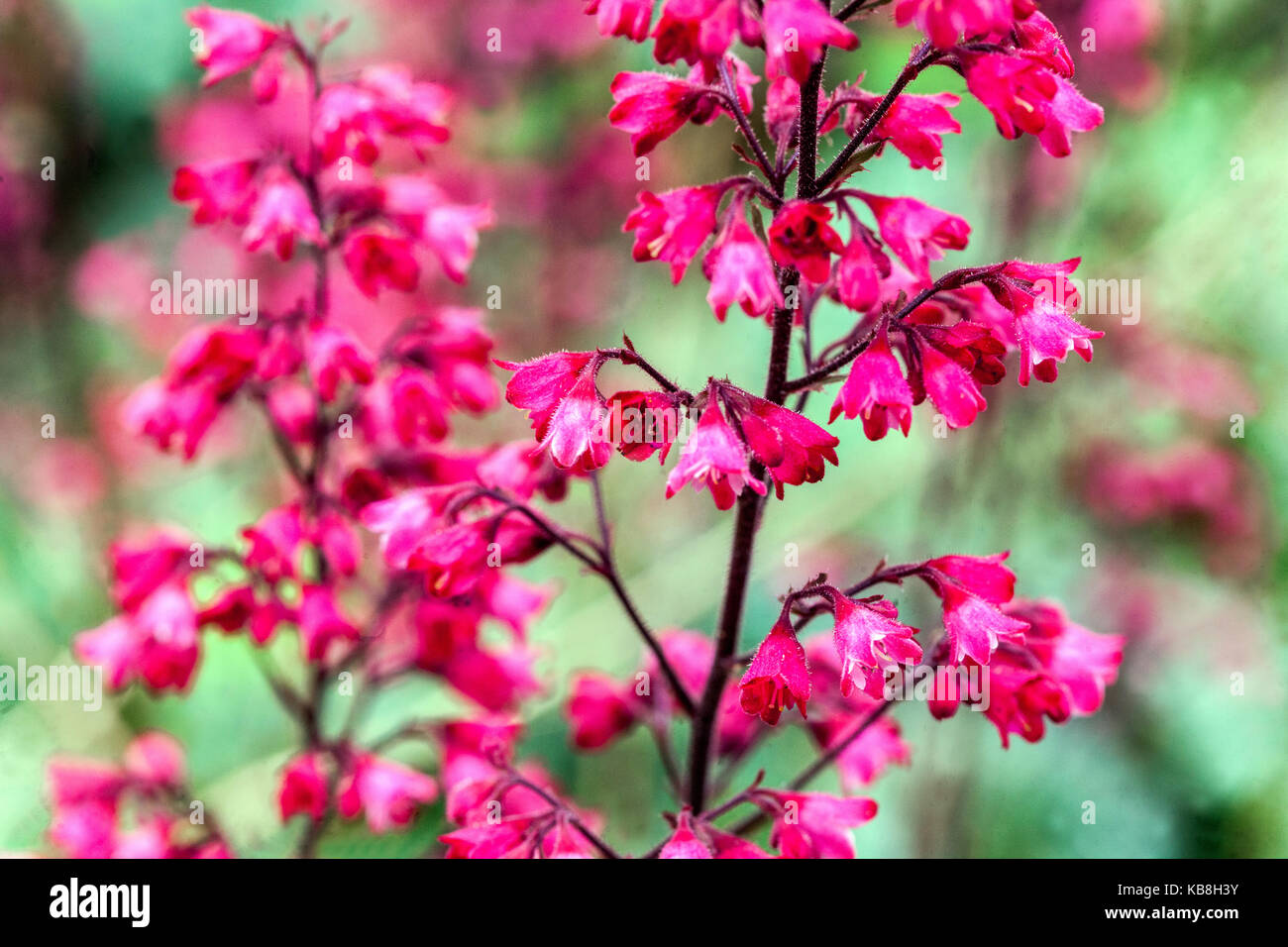 Rosa Viola petali rossi primo piano campane di corallo fiori Heuchera Parigi primo piano Fiore Alum Root steli Bloom settembre Heuchera Hardy Heuchera fiore Foto Stock