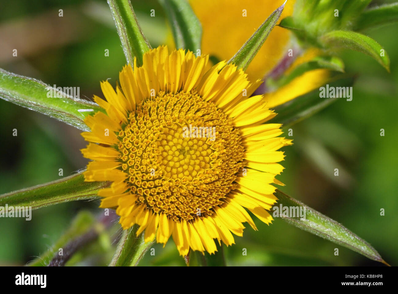 Questo è pallenis spinosa, la spinosa o starwort spinoso golden star, dalla famiglia asteraceae (compositae) Foto Stock