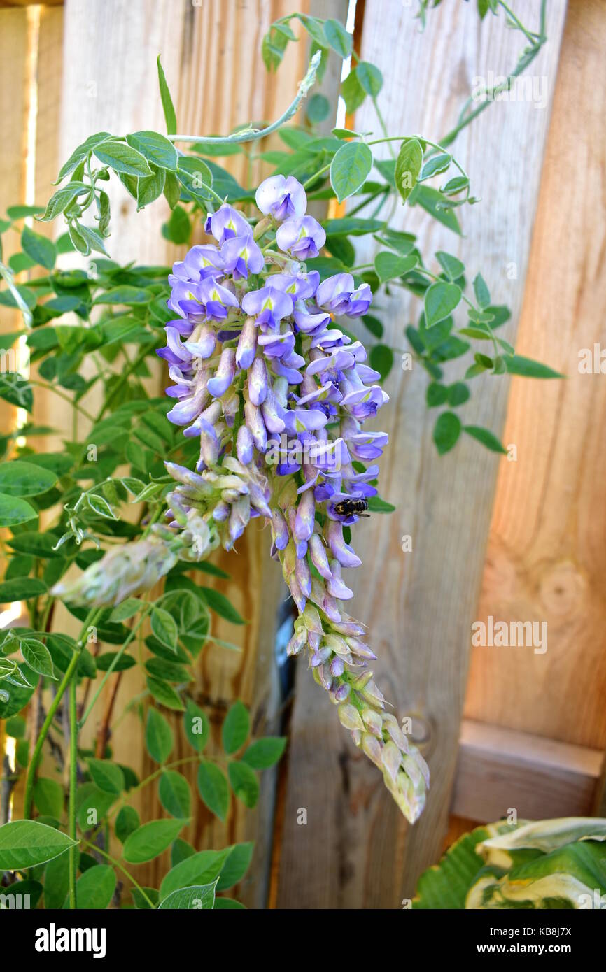Blue Moon wisteria (wisteria macrostachya) in fiore Foto Stock