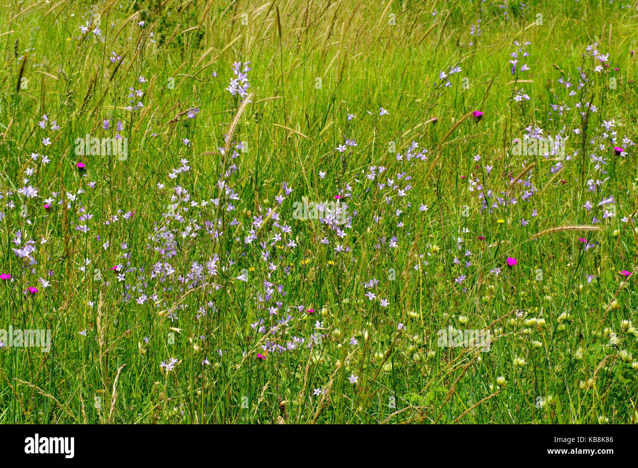 Prato con campanula rapunculus,l'rampion campanula o rover campanula, dalla famiglia campanulaceae Foto Stock