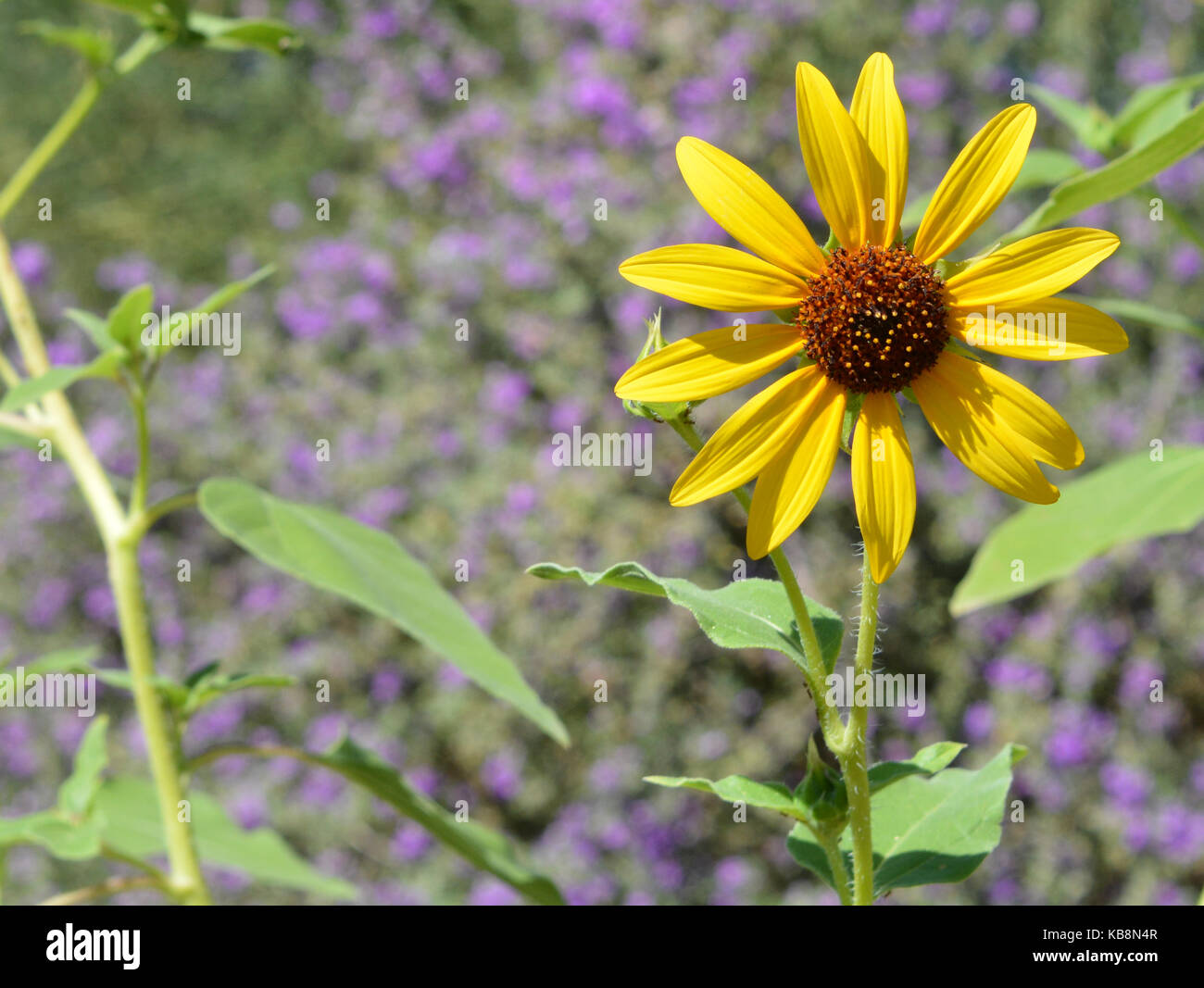 Il Desert flower, dolce coneflower rudbeckia triloba Foto Stock