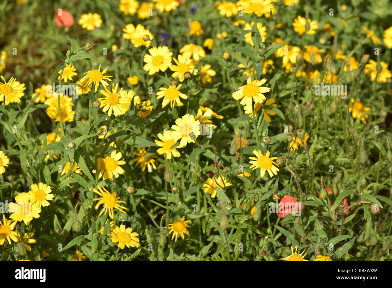 Letto di fiori di colore giallo Foto Stock