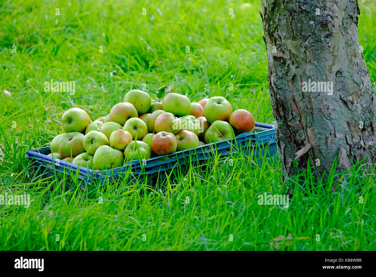 Raccolte le mele nel frutteto, Norfolk, Inghilterra Foto Stock