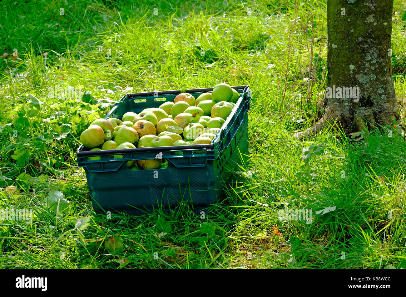 Raccolte le mele nel frutteto, Norfolk, Inghilterra Foto Stock