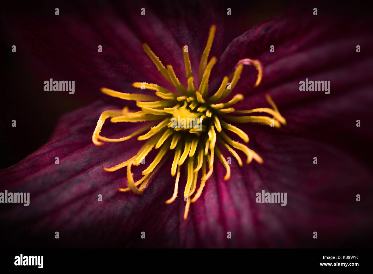 Una macro astratto floreale di un clematide fiore. Foto Stock