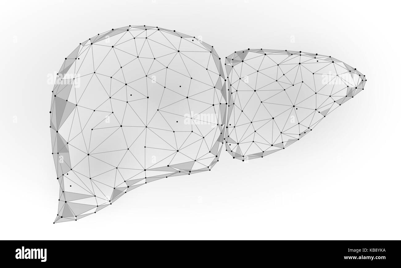 Il fegato umano organo interno triangolo bassa poli. punti collegati il colore blu la tecnologia 3D modello medicina corpo sano parte illustrazione vettoriale Illustrazione Vettoriale