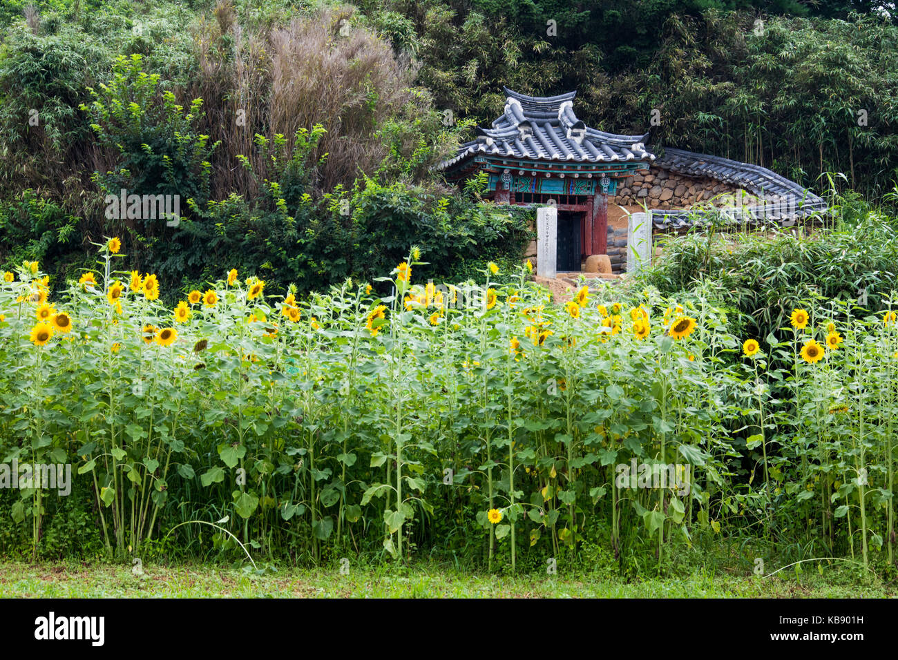 Villaggio Wanggok, architettura tradizionale villaggio storico in Goseong, Corea del Sud Foto Stock
