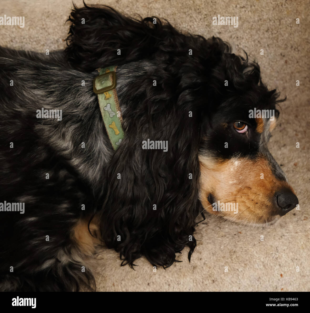 Cocker Spaniel-Finn Foto Stock