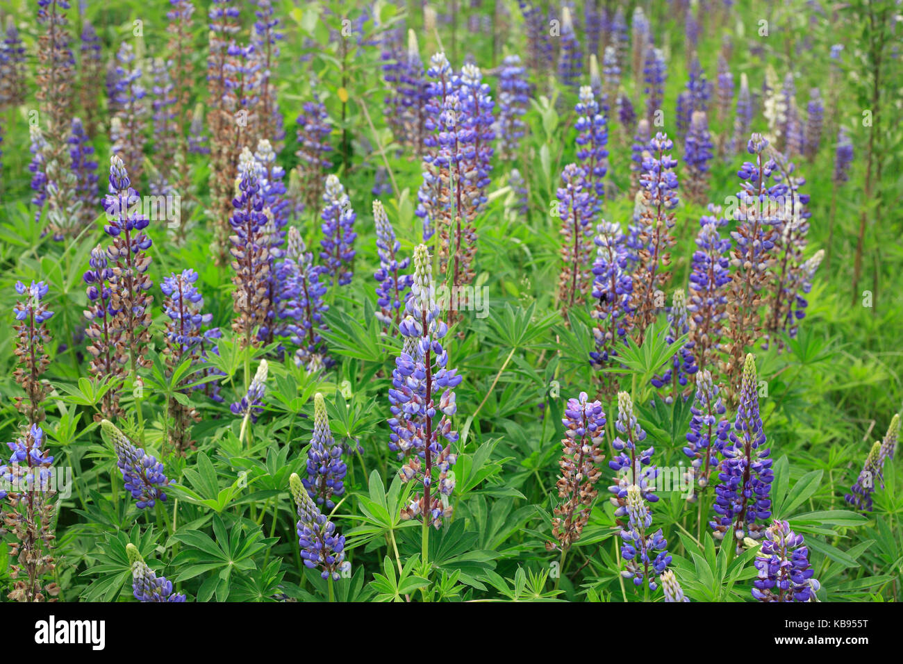 Lo sfondo con il sacco di lupino azzurro fiori ed erba verde Foto Stock