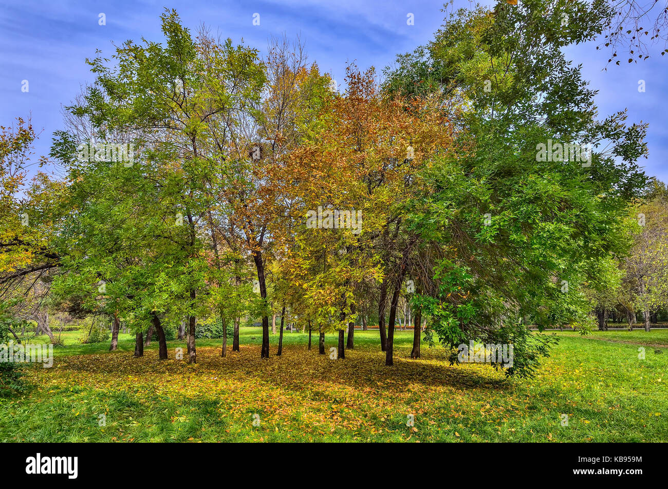 Luminoso colorato paesaggio autunnale nel parco della città in giornata soleggiata con cielo blu Foto Stock