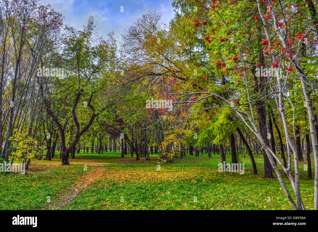 Colorato paesaggio autunnale nel parco della città con percorso disseminato di caduta foglie e bacche rosse di rowan tree su un primo piano Foto Stock