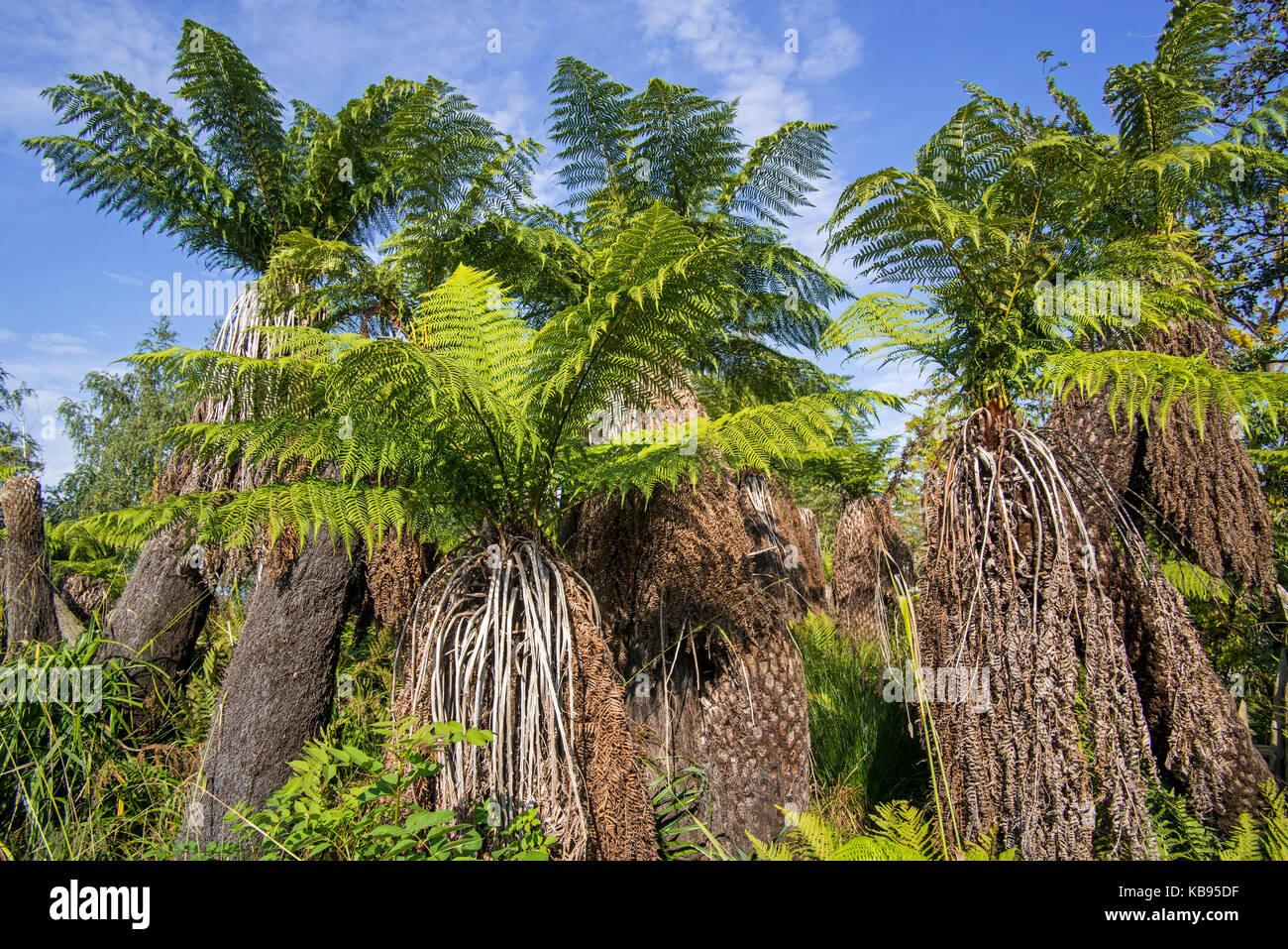 Soft felci arboree / uomo felci (dicksonia Antartide) albero sempreverde fern nativo di Australia orientale Foto Stock
