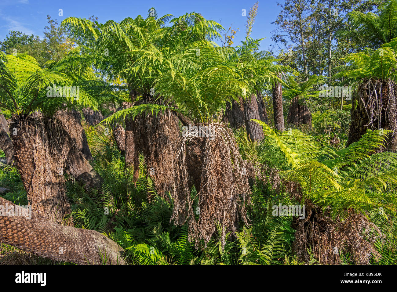 Soft felci arboree / uomo felci (Dicksonia Antartide) albero sempreverde fern nativo di Australia orientale Foto Stock