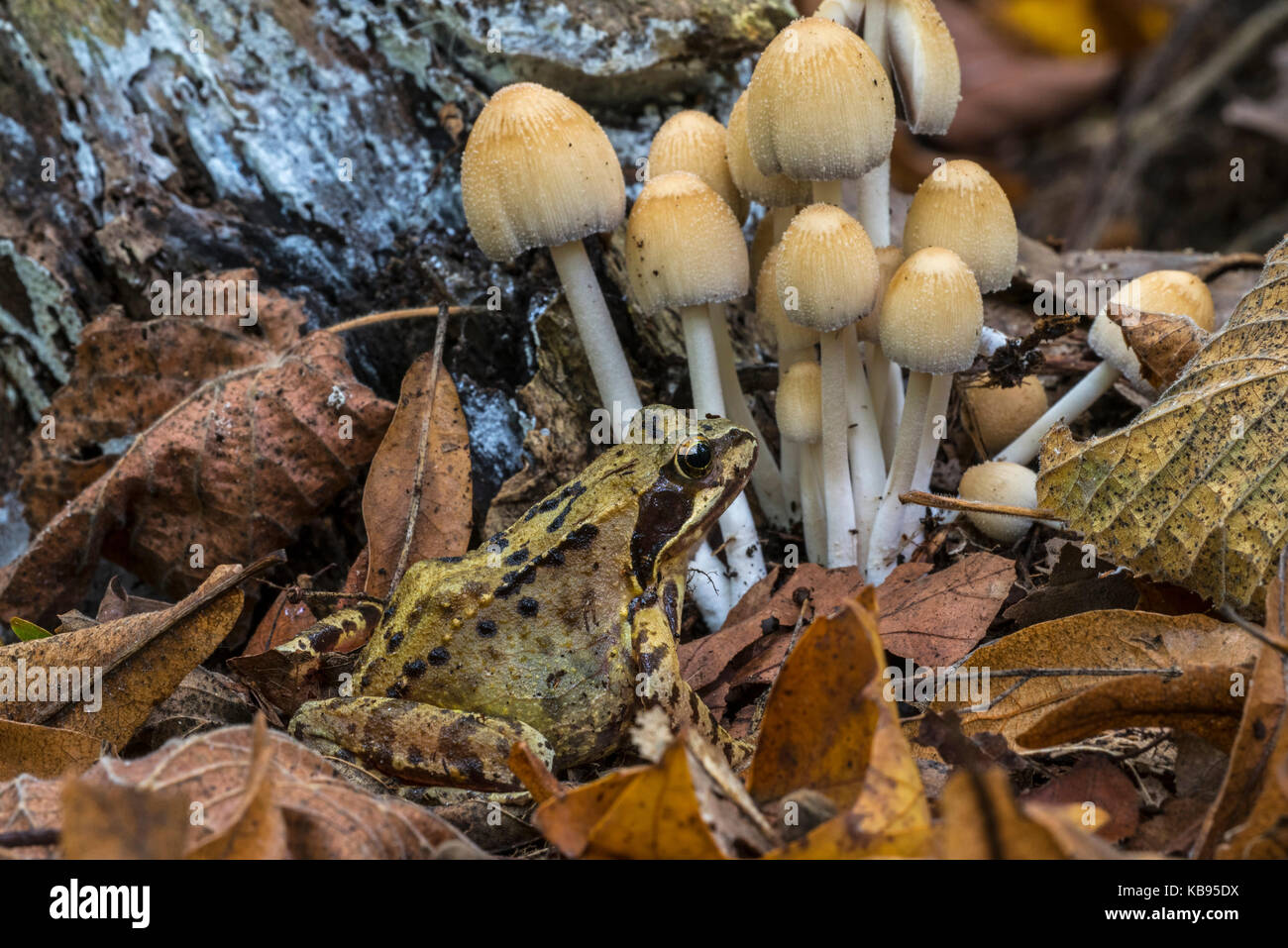 Rana comune (rana temporaria) nella parte anteriore del cappuccio mica / luccicante inky cap funghi (coprinellus truncorum / coprinus micaceus) nella foresta di autunno Foto Stock