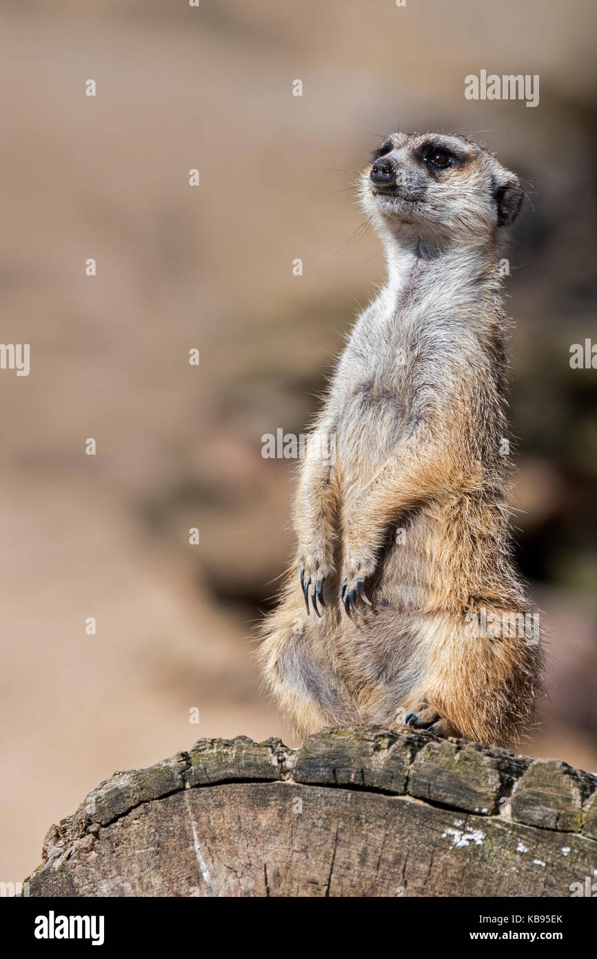 Meerkat / suricate (suricata suricatta) sul belvedere, agendo come una sentinella guardando per pericolo Foto Stock