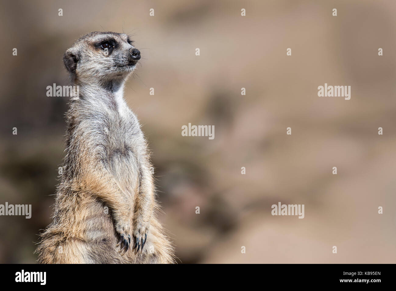 Meerkat / suricate (suricata suricatta) sul belvedere, agendo come una sentinella guardando per pericolo Foto Stock