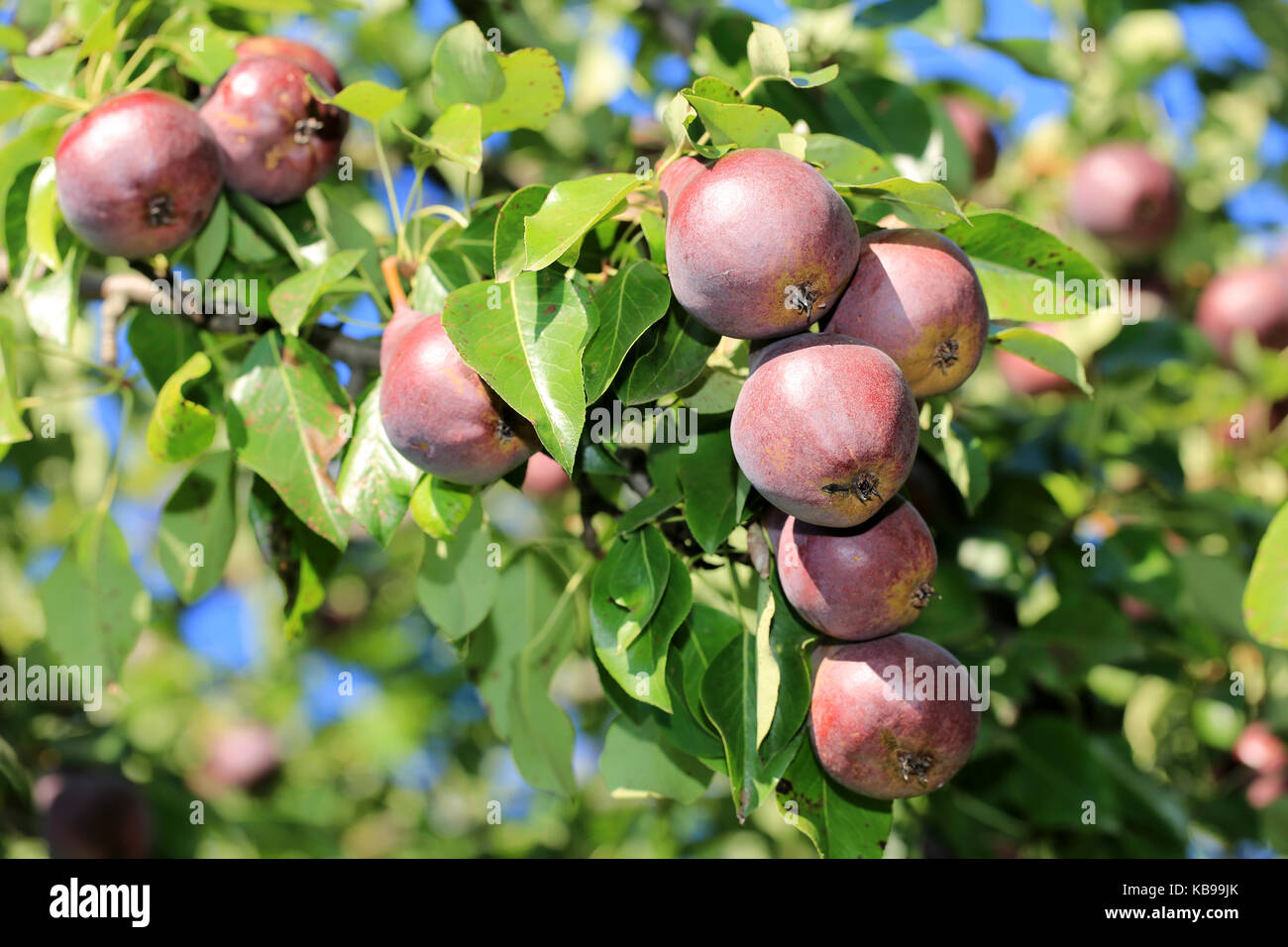 Mature succose pere su di un ramo Foto Stock