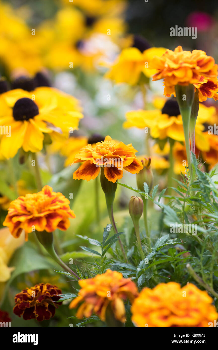 Tagetes dwarf doppio misto. Tagete francese 'Dwarf doppi fiori misti Foto Stock