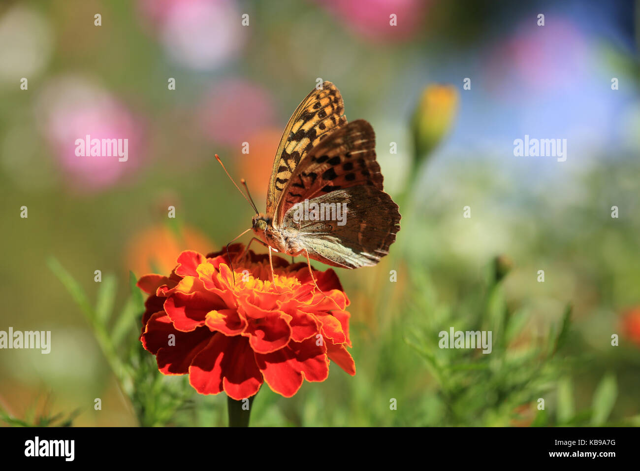 Stupenda farfalla in un prato Foto Stock