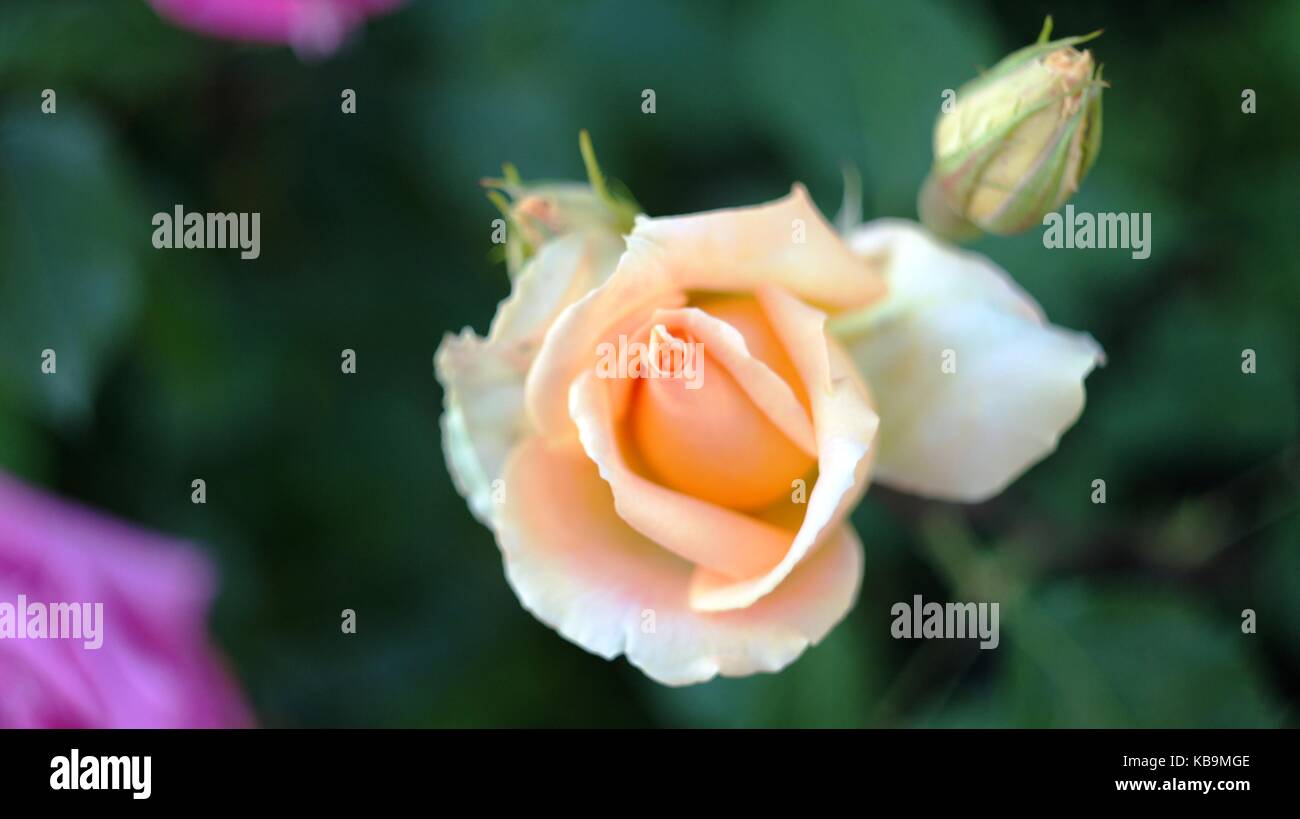 Le rose di diversi colori e varietà in crescita nell'aiuola del parco della città. Questi fiori sono riempiti con fragranza divina e di tonalità magiche Foto Stock