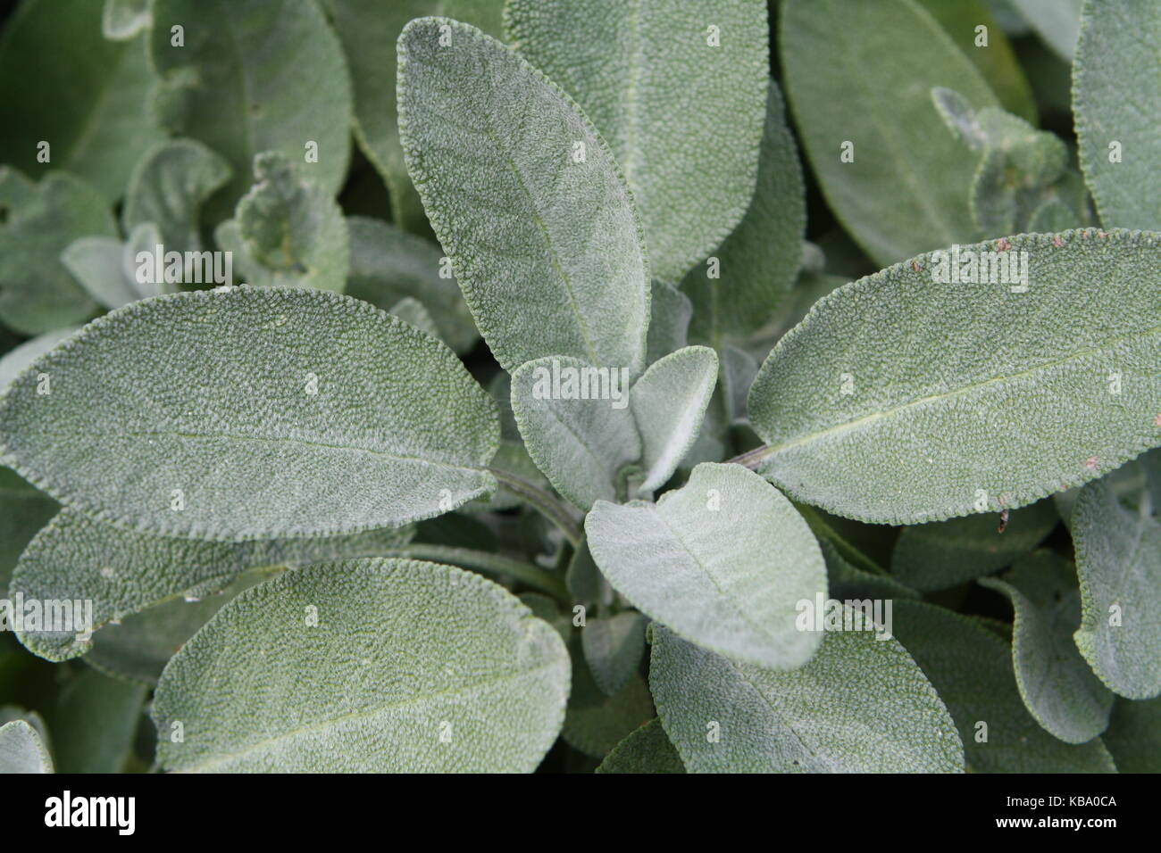 Salbei Blätter - foglie di saliva Foto Stock