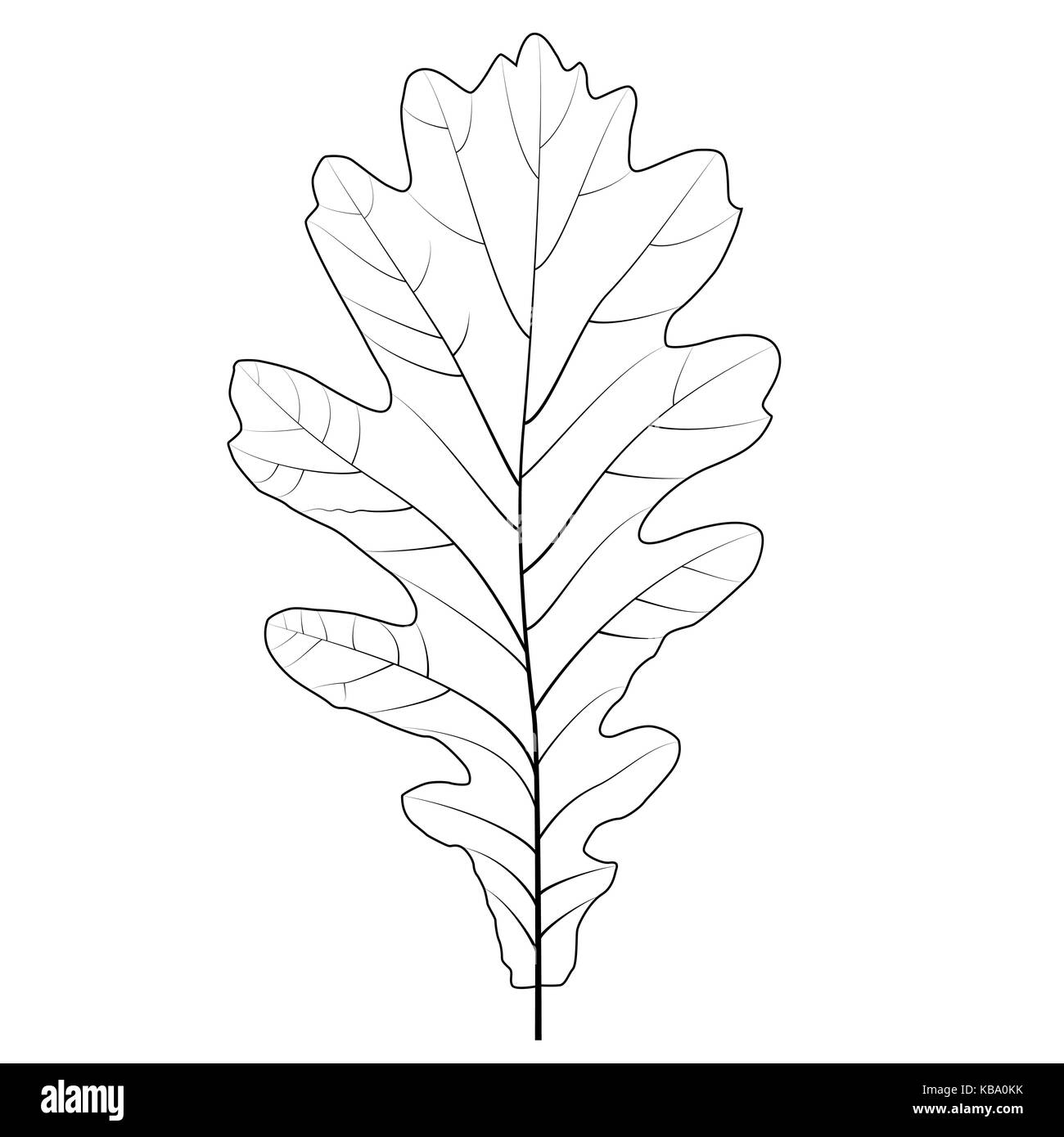 Autunno naturalistico di foglie di quercia su bianco. illustrazione vettoriale. Illustrazione Vettoriale