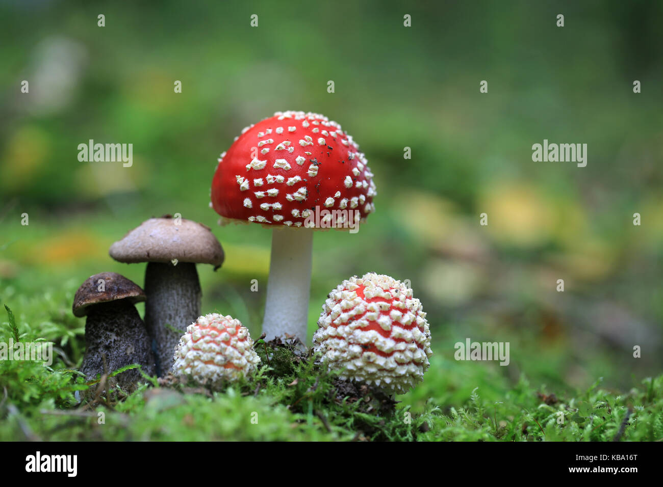 Velenoso amanita muscaria e commestibile tappo marrone boletus hat i funghi di bosco Foto Stock