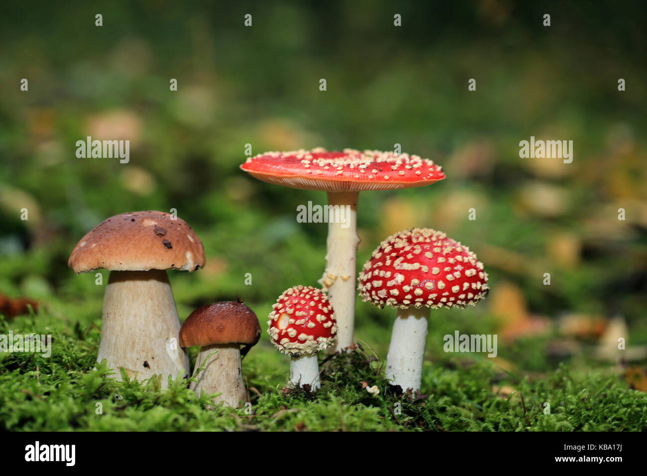 Velenoso amanita muscaria e commestibile funghi porcini nel bosco Foto Stock