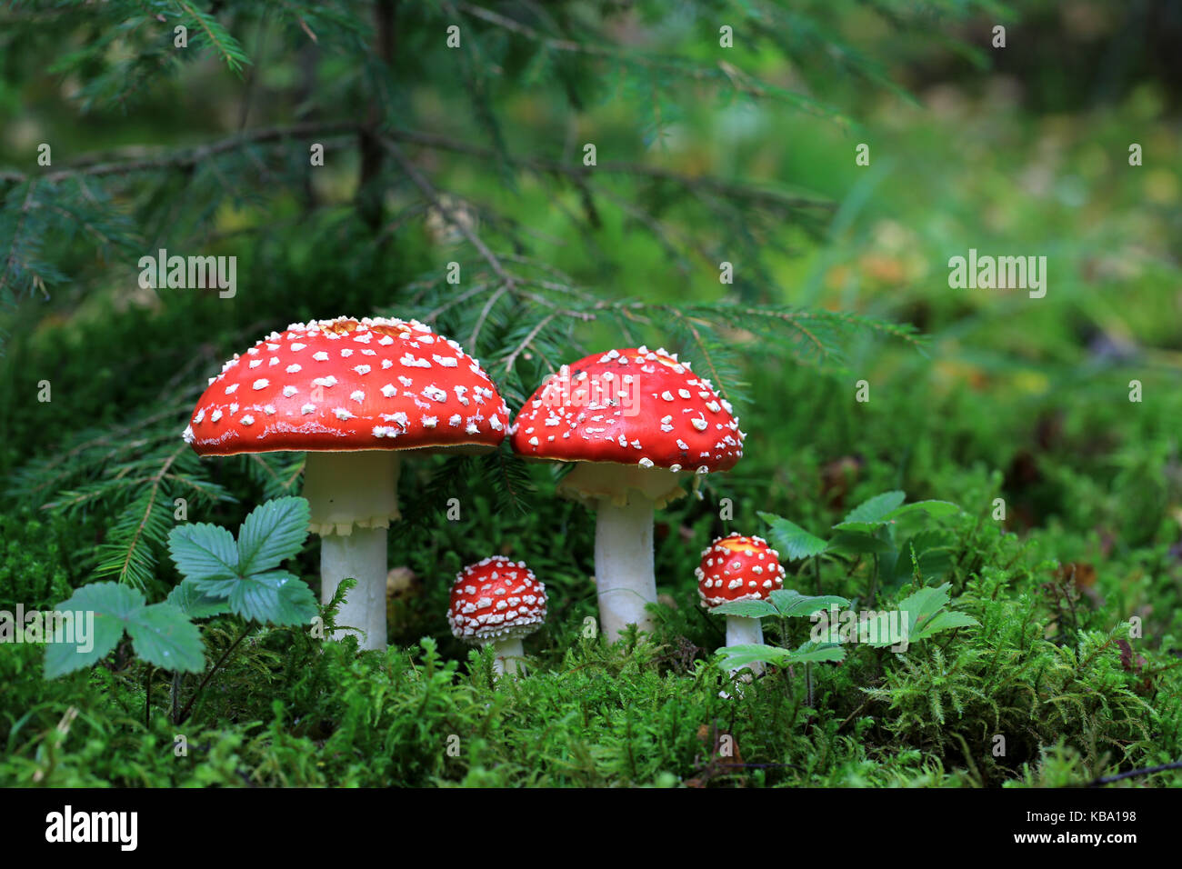 Velenoso amanita muscaria funghi nella foresta Foto Stock