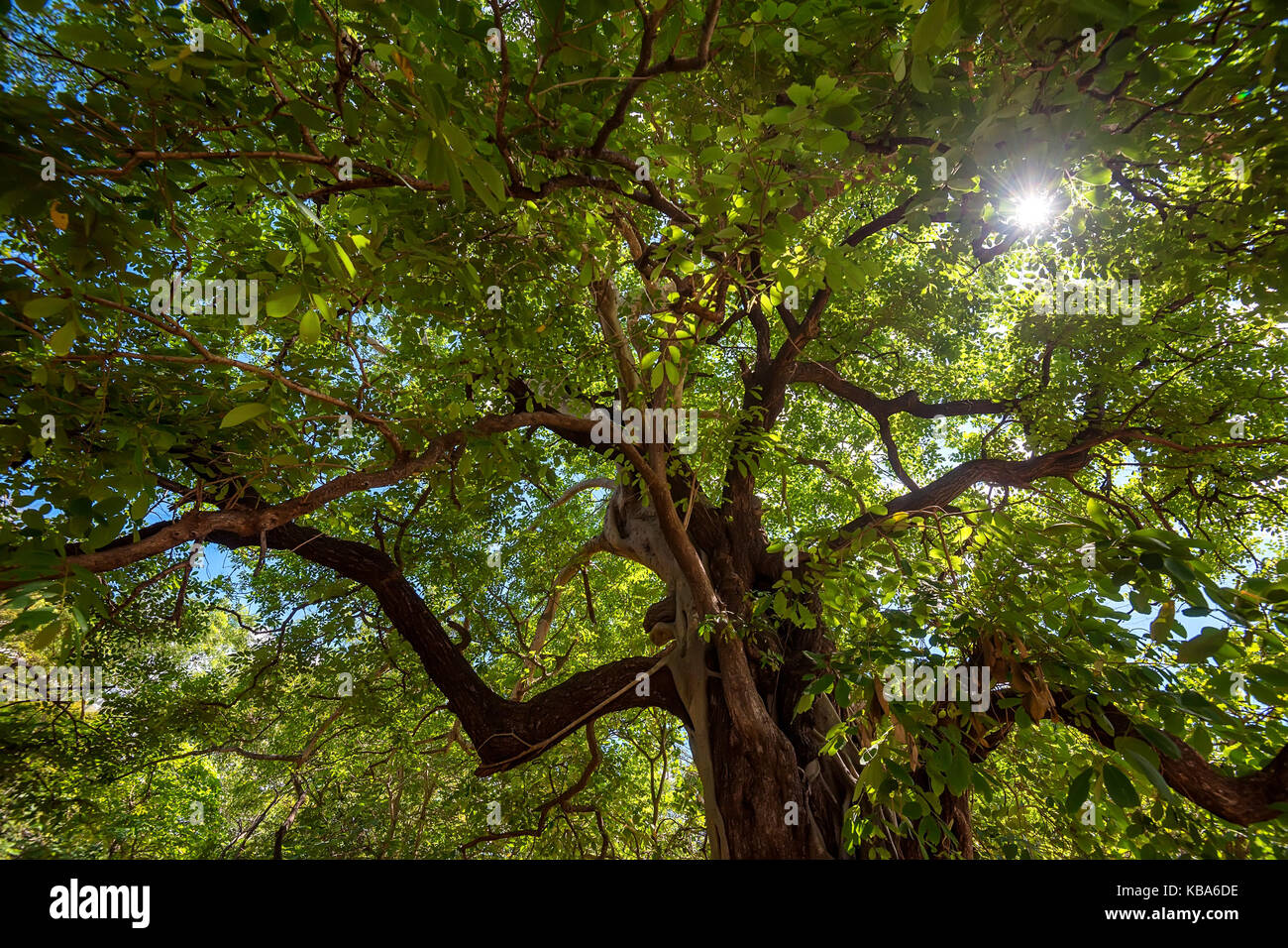 Corona di albero tropicale con raggi solari Foto Stock