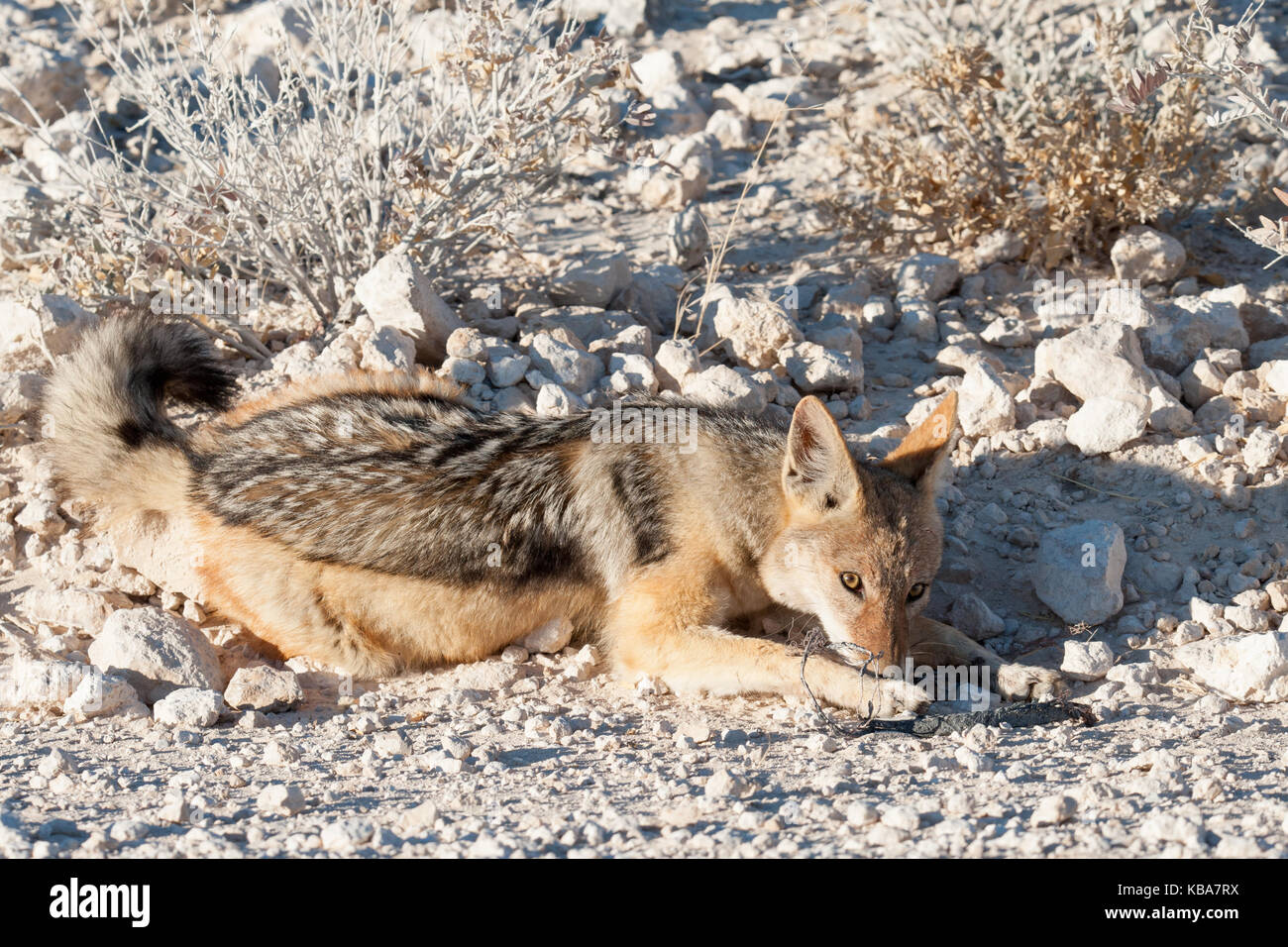 Nero-backed Jackal, il parco nazionale di Etosha, Namibia Foto Stock