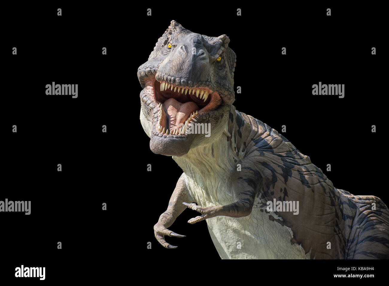 Tyrannosaurus rex su sfondo nero Foto Stock
