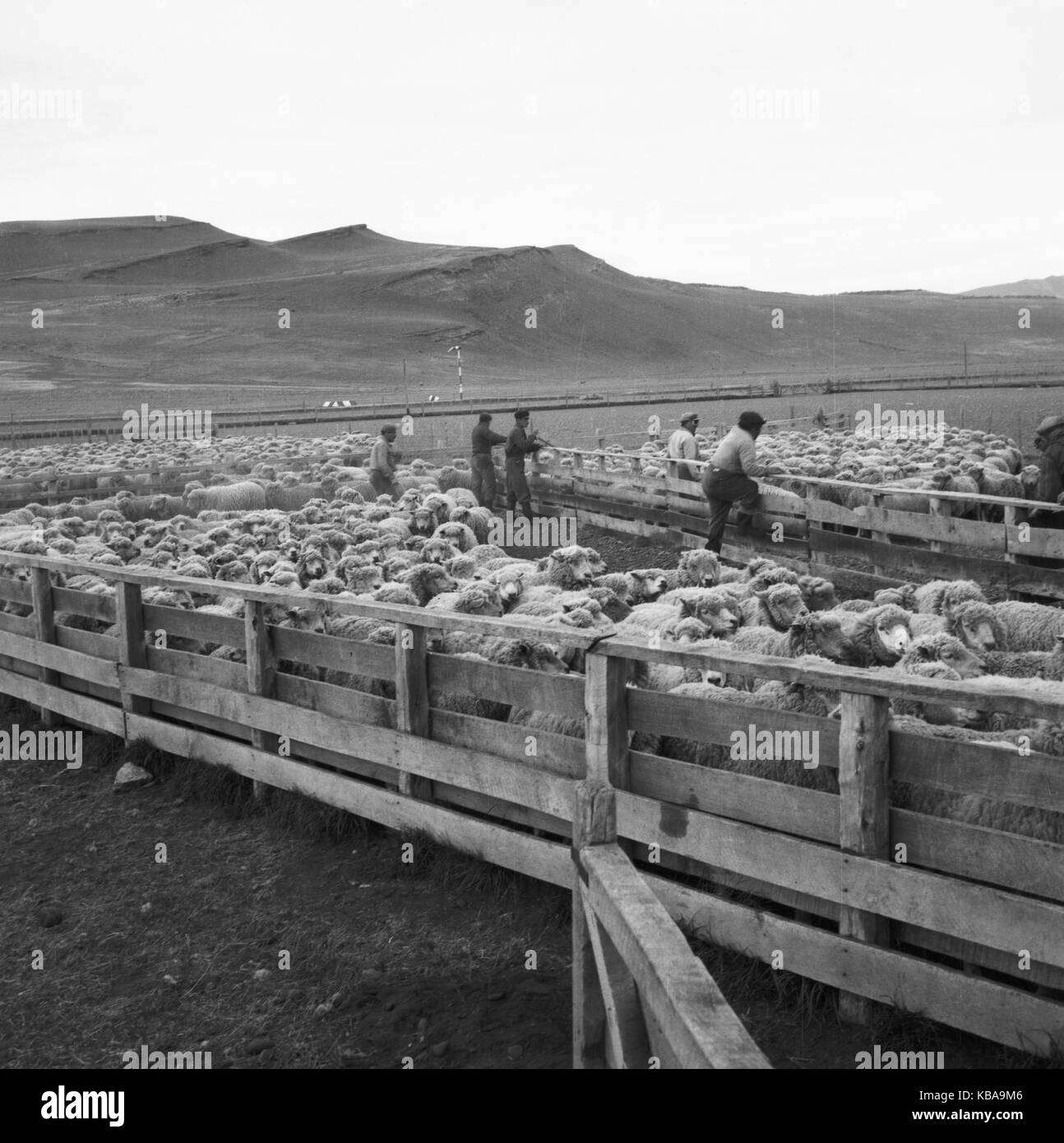 Schafe auf einer Schaffarm in Cerro Castillo im Süden von Cile, 1960er Jahre. Pecore in una fattoria in Cerro Castillo nel sud del Cile, 1960s. Foto Stock