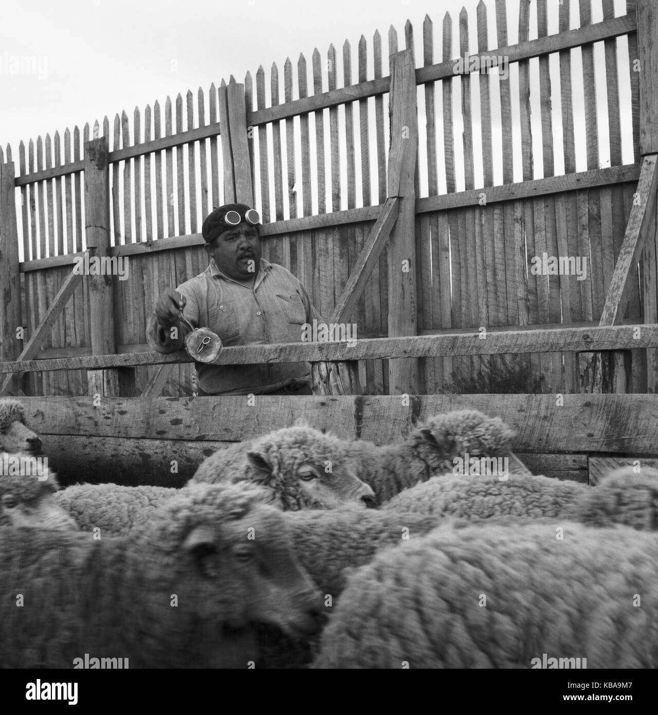 Schafe auf einer Schaffarm in Cerro Castillo im Süden von Cile, 1960er Jahre. Pecore in una fattoria in Cerro Castillo nel sud del Cile, 1960s. Foto Stock