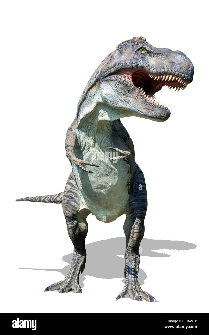 Tyrannosaurus rex su sfondo bianco Foto Stock