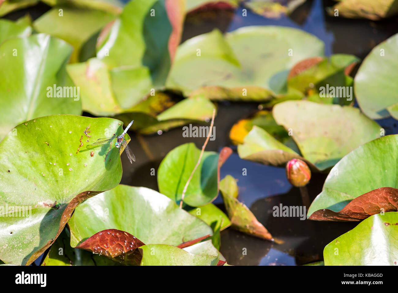 Rosa rosso chiuso lily boccioli di fiori con pastiglie in stagno e libellula blu Foto Stock