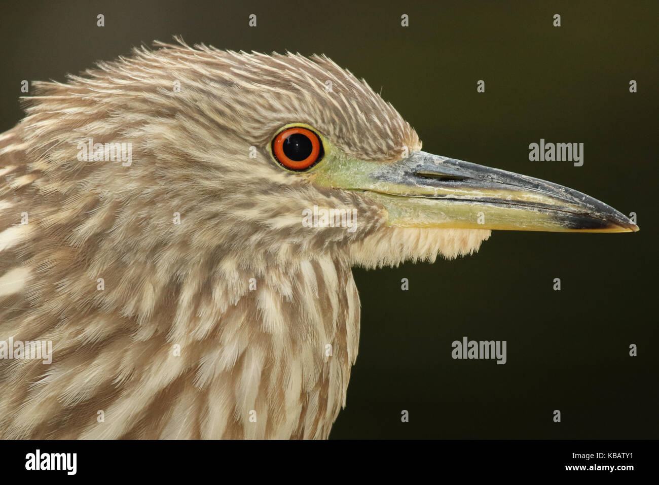 Un Ritratto Dettagliato di un immaturo nitticora. Foto Stock