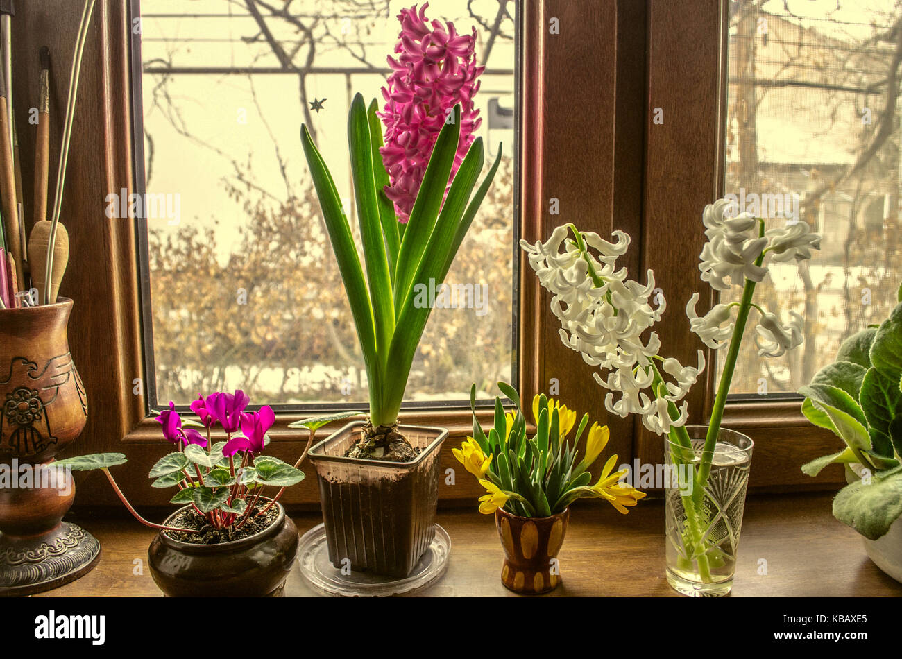 La molla giornata soleggiata sul davanzale sbocciare fiori giacinti e ciclamino Foto Stock