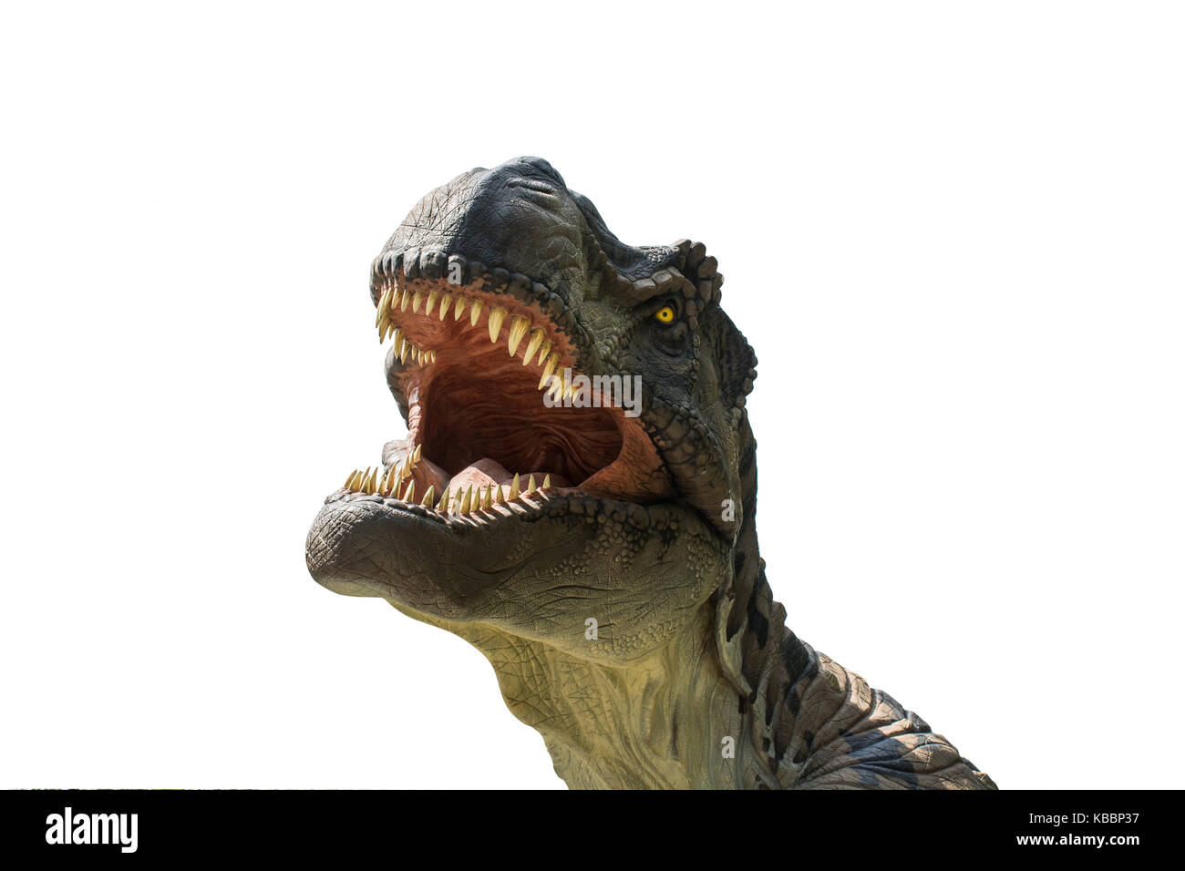 Tyrannosaurus rex isolati su sfondo bianco Foto Stock