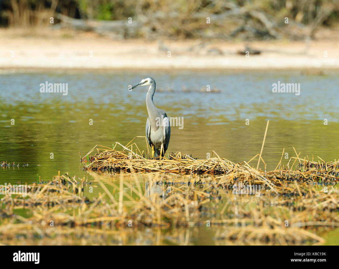 Di fronte bianco-Heron (Egretta novaehollandiae), Bowra, vicino Cunnamulla, Queensland, QLD, Australia Foto Stock