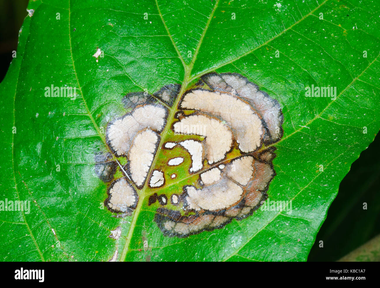 Modelli di una foglia malata, Queensland, QLD, Australia Foto Stock